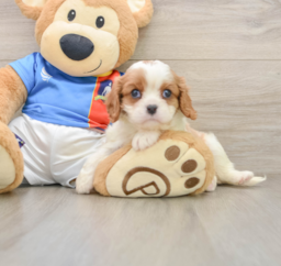 5 week old Cavalier King Charles Spaniel Puppy For Sale - Windy City Pups