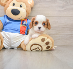 5 week old Cavalier King Charles Spaniel Puppy For Sale - Windy City Pups