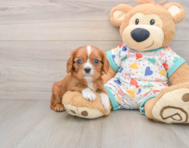6 week old Cavalier King Charles Spaniel Puppy For Sale - Windy City Pups