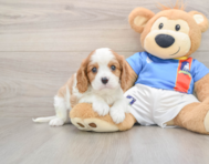 7 week old Cavalier King Charles Spaniel Puppy For Sale - Windy City Pups