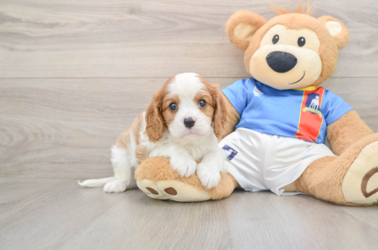 Cute Cavalier Purebred Puppy