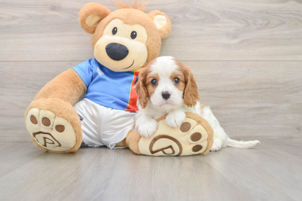 Cavalier King Charles Spaniel Pup Being Cute