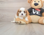 5 week old Cavalier King Charles Spaniel Puppy For Sale - Windy City Pups