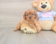 6 week old Cavalier King Charles Spaniel Puppy For Sale - Windy City Pups