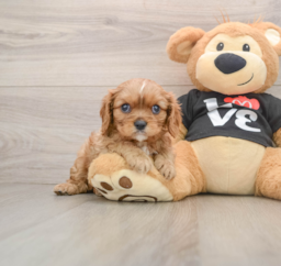9 week old Cavalier King Charles Spaniel Puppy For Sale - Windy City Pups