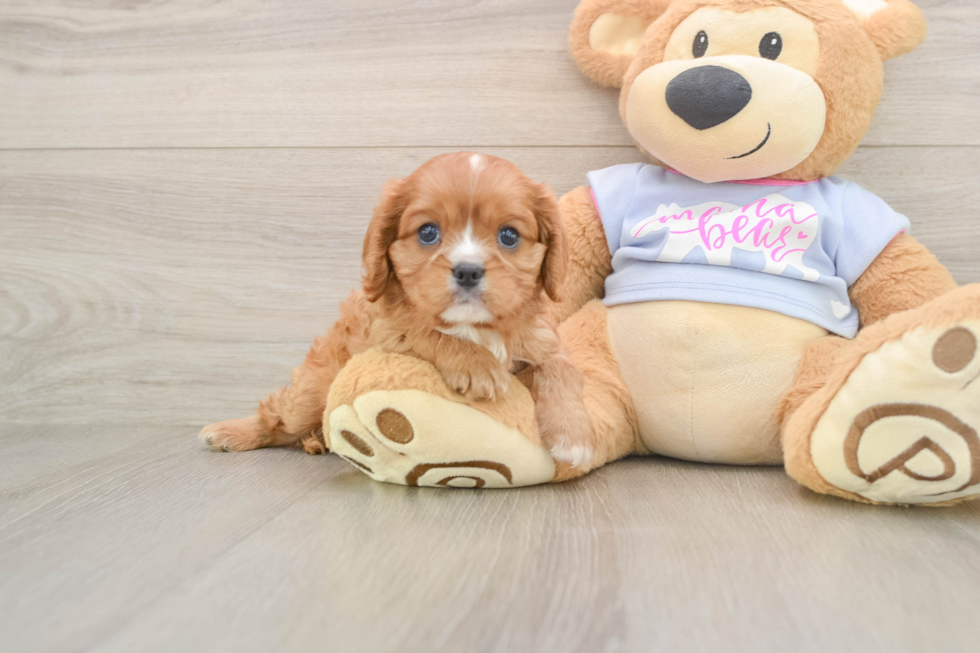 Little Cavalier King Charles Spaniel Baby