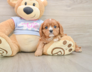5 week old Cavalier King Charles Spaniel Puppy For Sale - Windy City Pups