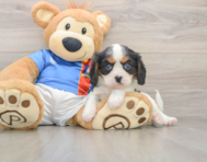 6 week old Cavalier King Charles Spaniel Puppy For Sale - Windy City Pups