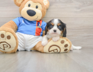 6 week old Cavalier King Charles Spaniel Puppy For Sale - Windy City Pups