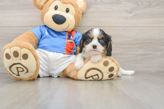 Cavalier King Charles Spaniel Puppy for Adoption