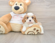 5 week old Cavalier Puppy For Sale - Windy City Pups