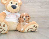 7 week old Cavalier King Charles Spaniel Puppy For Sale - Windy City Pups