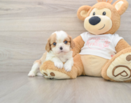 5 week old Cavalier Puppy For Sale - Windy City Pups