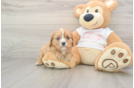 Energetic Cavalier Purebred Puppy