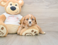 5 week old Cavalier Puppy For Sale - Windy City Pups