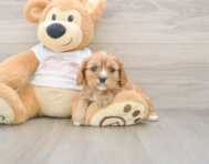 6 week old Cavalier King Charles Spaniel Puppy For Sale - Windy City Pups