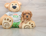 6 week old Cavalier King Charles Spaniel Puppy For Sale - Windy City Pups