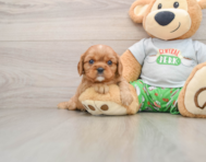 6 week old Cavalier King Charles Spaniel Puppy For Sale - Windy City Pups