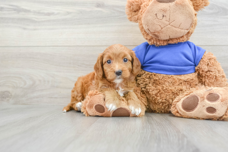 Playful Cavapoodle Poodle Mix Puppy