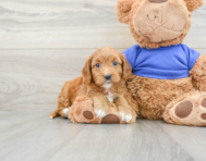 9 week old Cavapoo Puppy For Sale - Windy City Pups