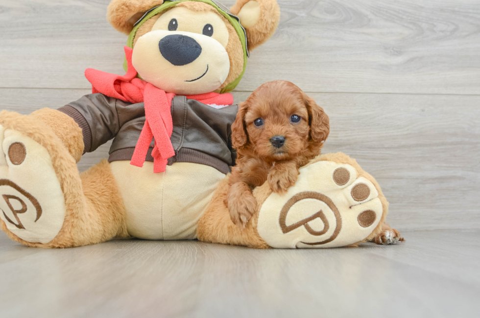 6 week old Cavapoo Puppy For Sale - Windy City Pups