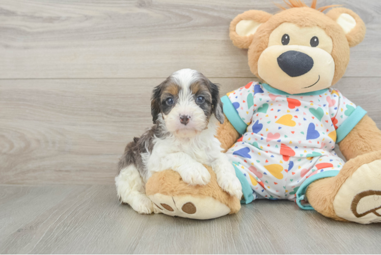 Fluffy Cavapoo Poodle Mix Pup