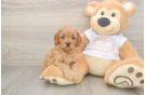 Cavapoo Puppy for Adoption