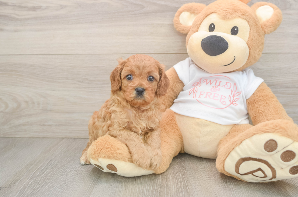 5 week old Cavapoo Puppy For Sale - Windy City Pups