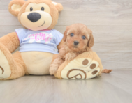 7 week old Cavapoo Puppy For Sale - Windy City Pups