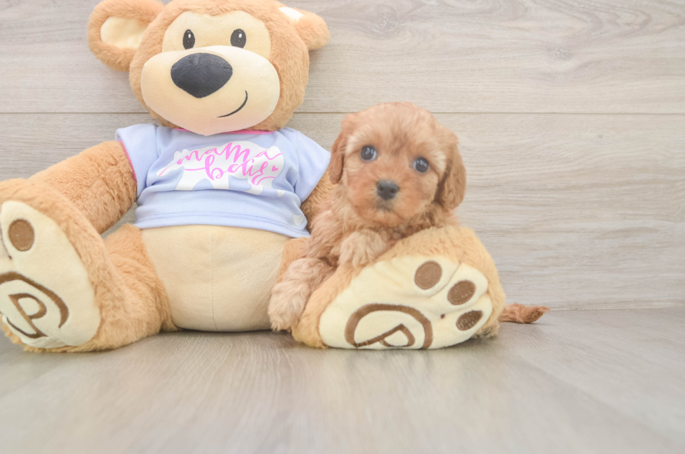 6 week old Cavapoo Puppy For Sale - Windy City Pups