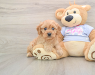 6 week old Cavapoo Puppy For Sale - Windy City Pups