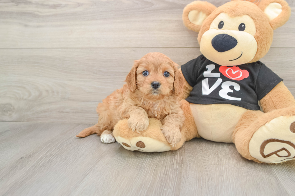 Small Cavapoo Baby