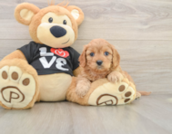 8 week old Cavapoo Puppy For Sale - Windy City Pups