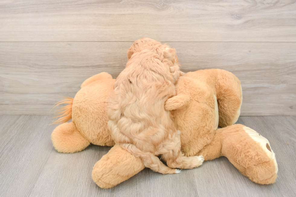 Popular Cavapoo Poodle Mix Pup