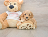 8 week old Cavapoo Puppy For Sale - Windy City Pups
