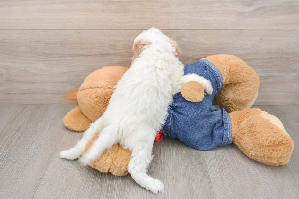 Funny Cavapoo Poodle Mix Pup
