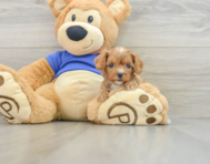 9 week old Cavapoo Puppy For Sale - Windy City Pups