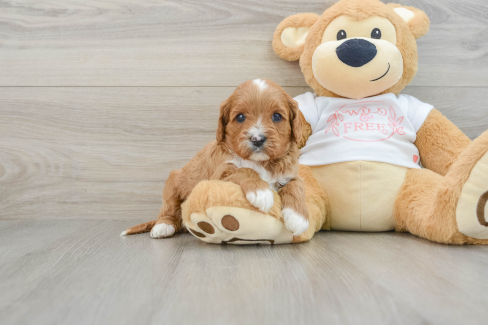 Cavapoo Puppy for Adoption