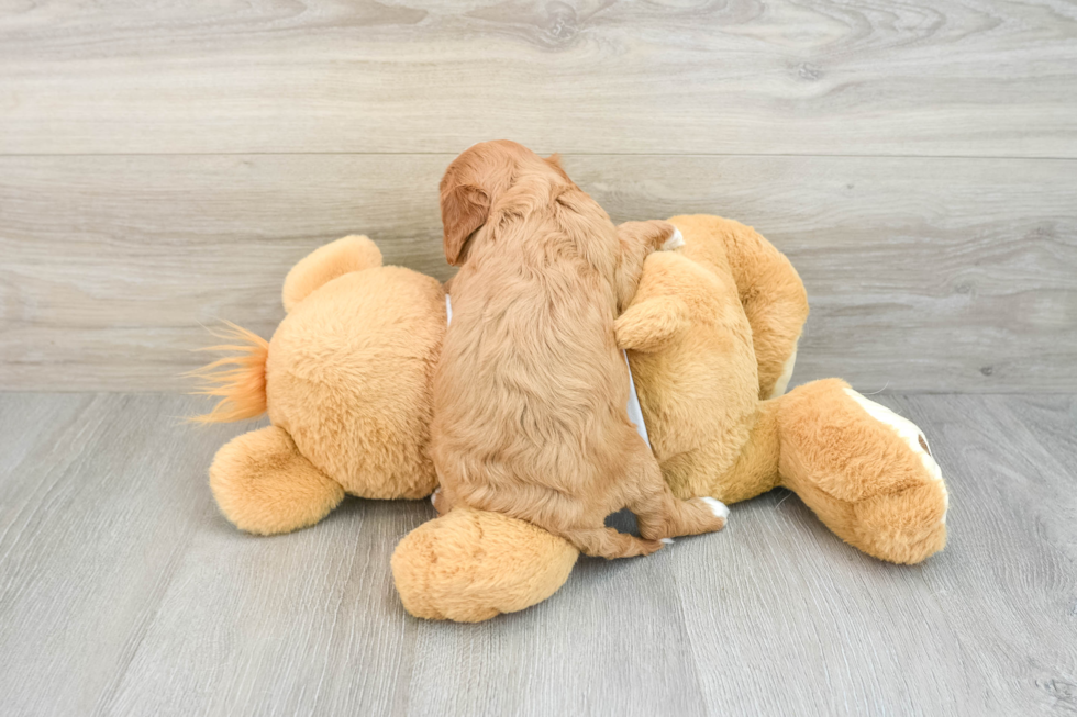 Small Cavapoo Baby