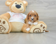 7 week old Cavapoo Puppy For Sale - Windy City Pups