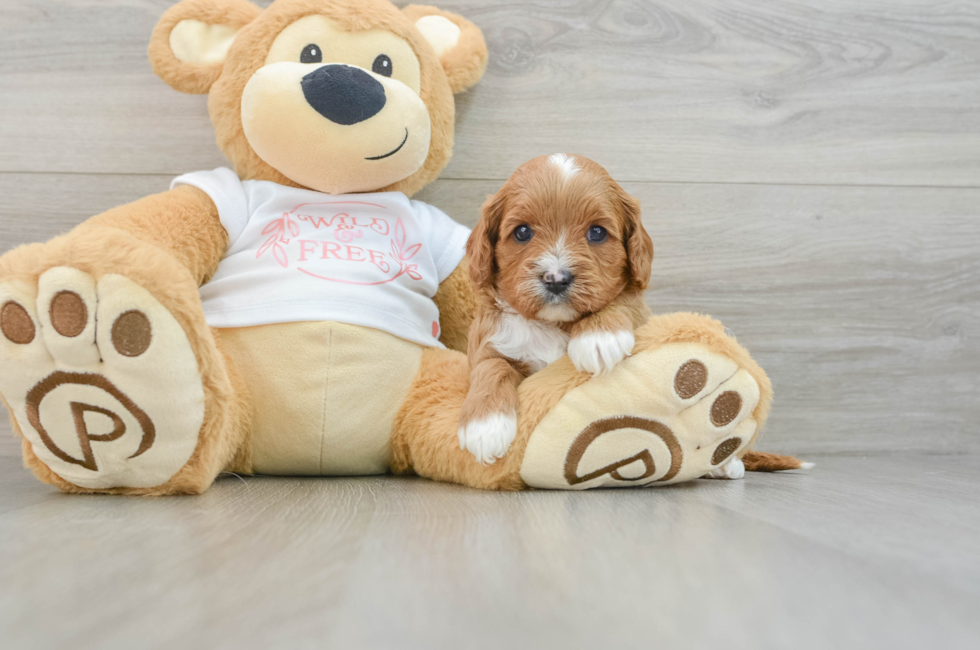 6 week old Cavapoo Puppy For Sale - Windy City Pups