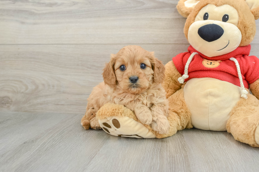 6 week old Cavapoo Puppy For Sale - Windy City Pups