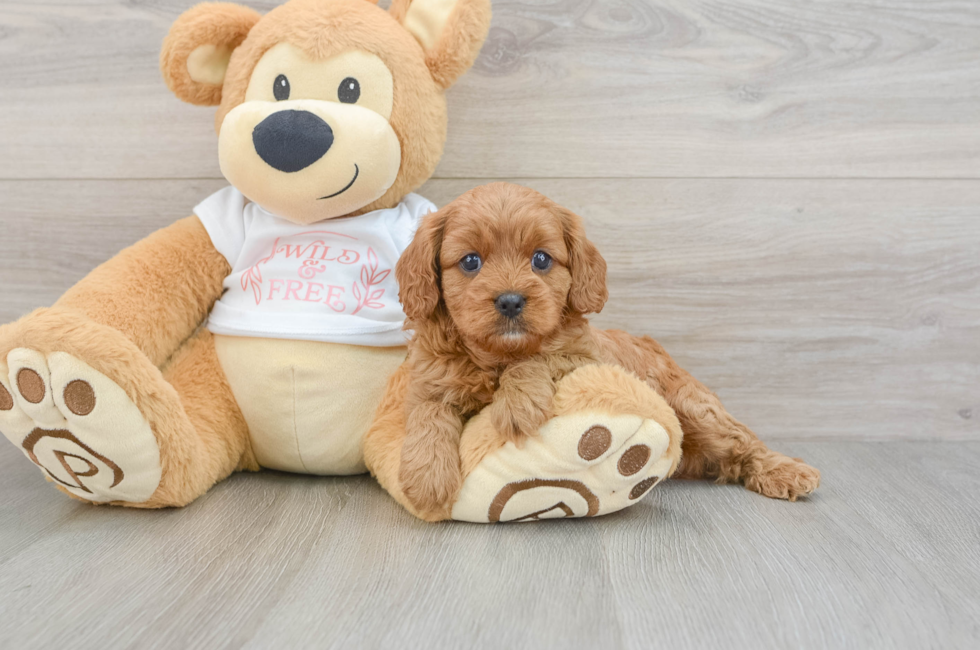 6 week old Cavapoo Puppy For Sale - Windy City Pups