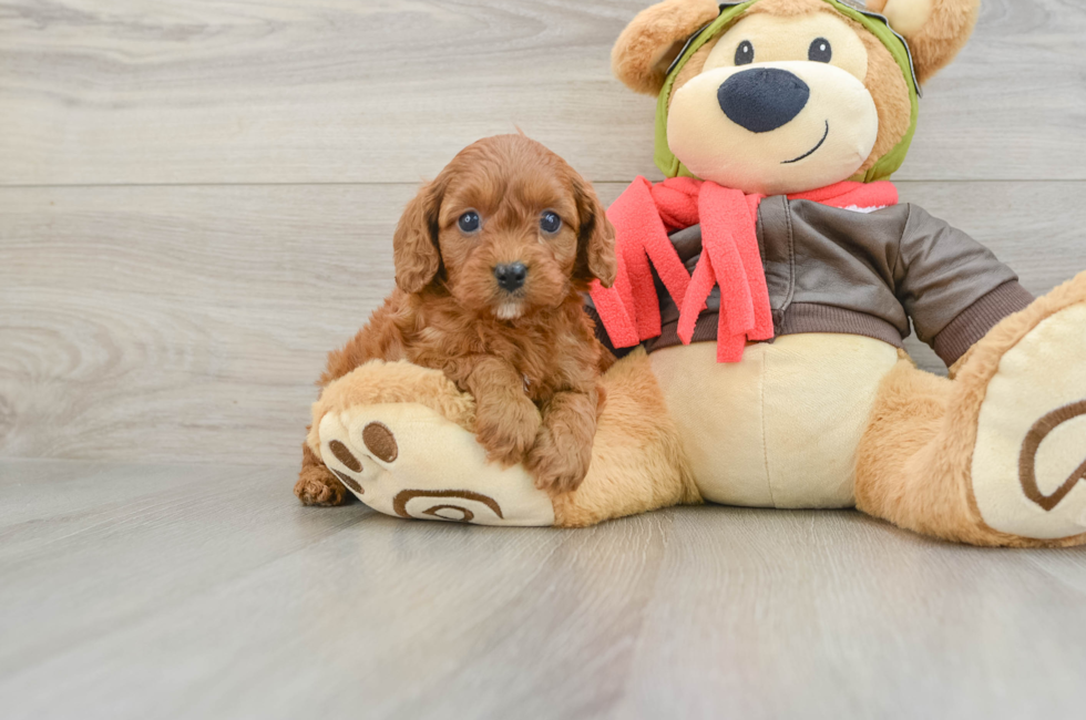 6 week old Cavapoo Puppy For Sale - Windy City Pups