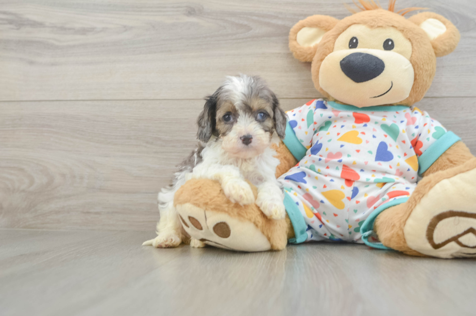 6 week old Cavapoo Puppy For Sale - Windy City Pups