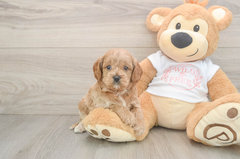 5 week old Cavapoo Puppy For Sale - Windy City Pups