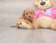 6 week old Cavapoo Puppy For Sale - Windy City Pups