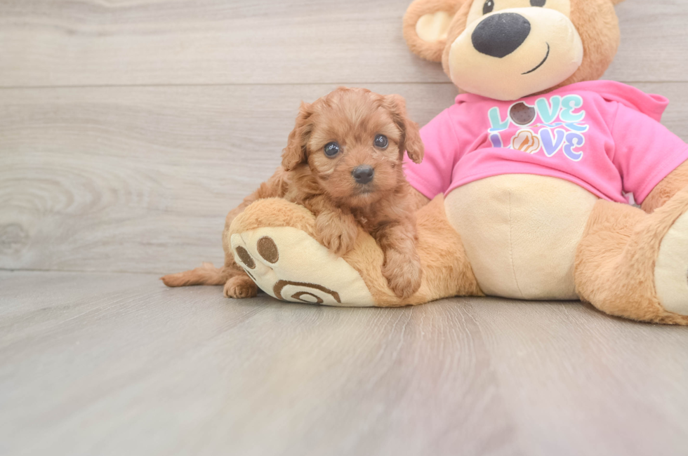 5 week old Cavapoo Puppy For Sale - Windy City Pups
