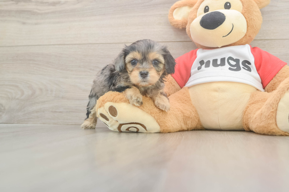 5 week old Cavapoo Puppy For Sale - Windy City Pups