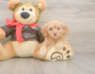 7 week old Cavapoo Puppy For Sale - Windy City Pups